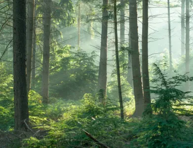 Image d'une forêt lumineuse et verdoyante, symbolisant l'engagement écologique avec des solutions durables comme l'énergie renouvelable et les centres de données respectueux de l'environnement.