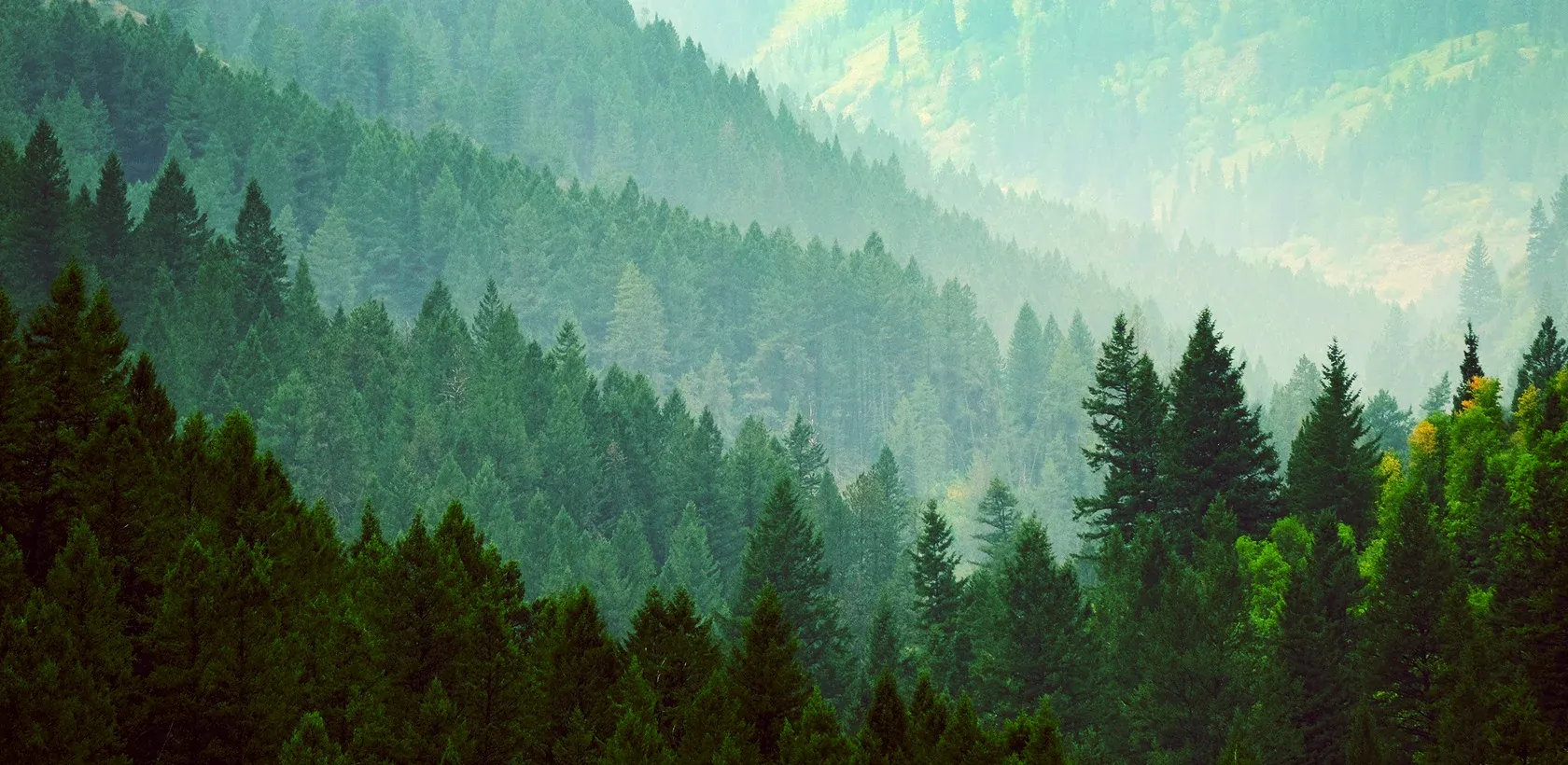 Forêt dense et brumeuse représentant la nature préservée.