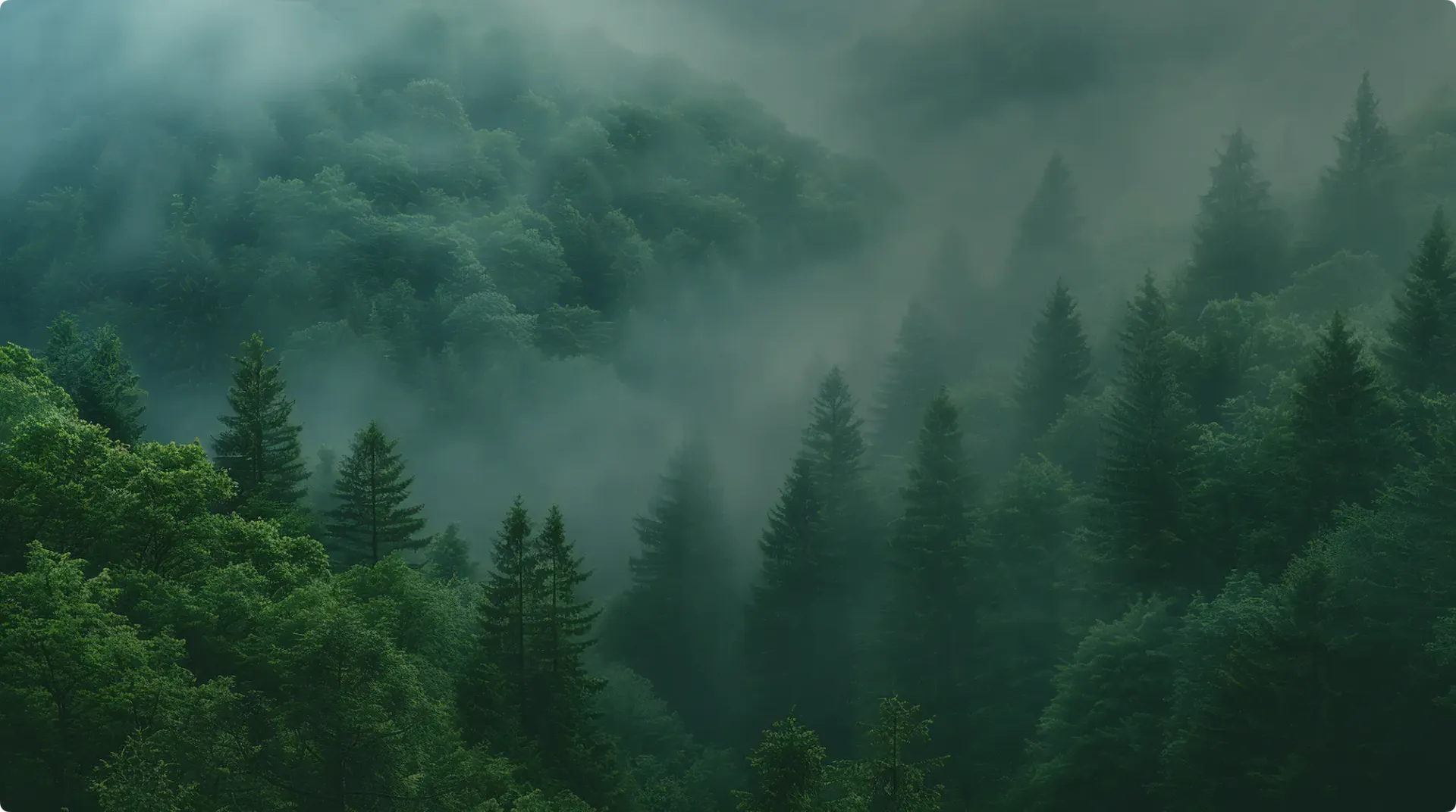 Photo d'une forêt verdoyante