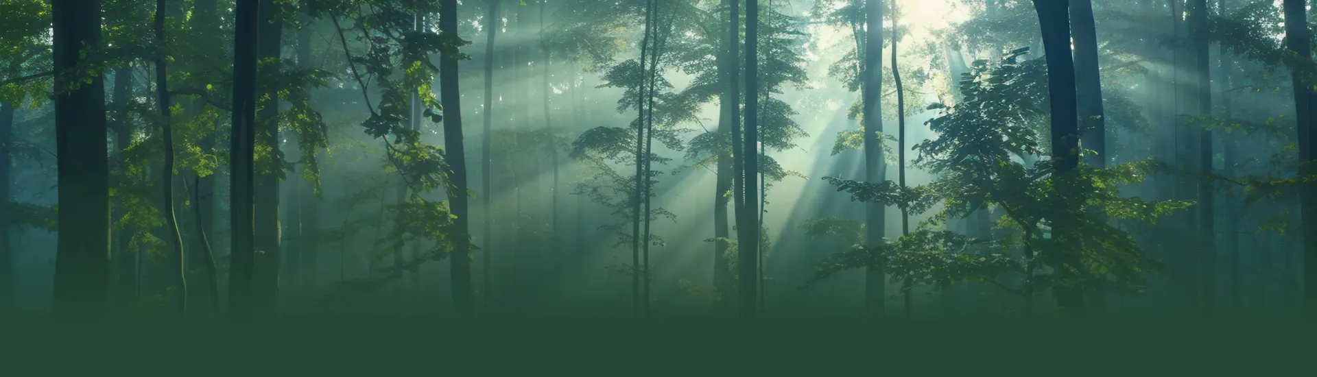 Image d'une forêt verdoyante