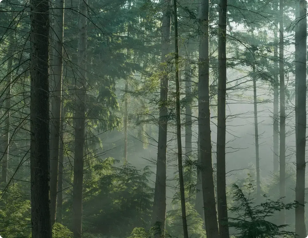 Image d'une forêt luxuriante