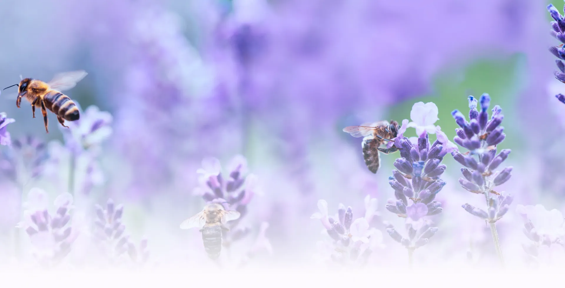 Image d'abeilles butinants des fleurs de lavandes